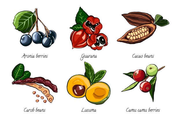 Free vector collection of superfood concept