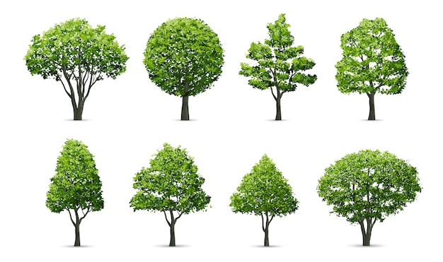 Tree Images Free Vectors Stock Photos Psd