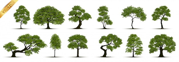 Collection of tree