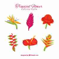 Free vector collection of tropical flowers