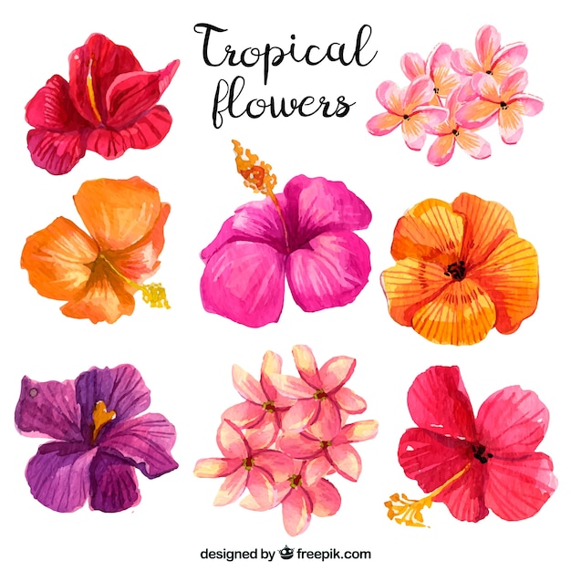 Vettore gratuito raccolta di fiori tropicali
