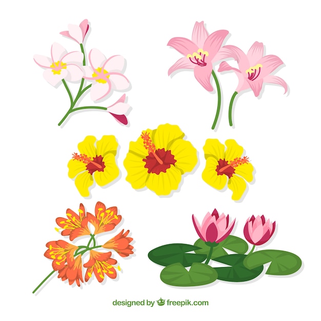 Collection of tropical flowers