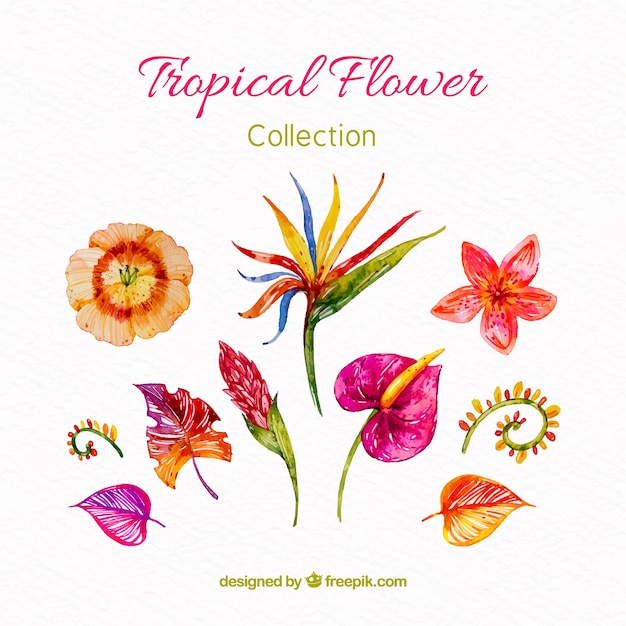 Free vector collection of tropical flowers