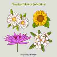 Free vector collection of tropical flowers