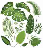 Free vector collection of tropical leaves