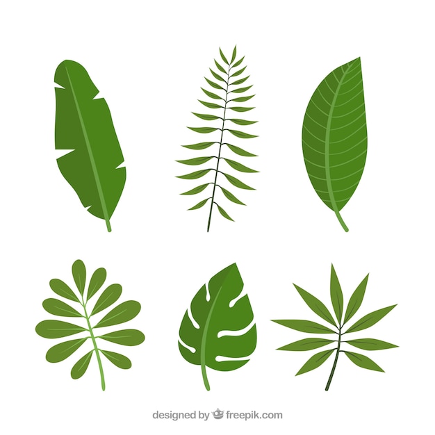 Raccolta di foglie tropicali