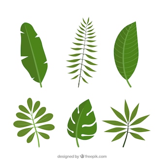 Collection of tropical leaves