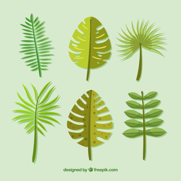 Collection of tropical leaves