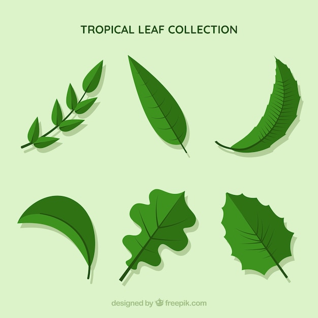 Коллекция тропических листьев