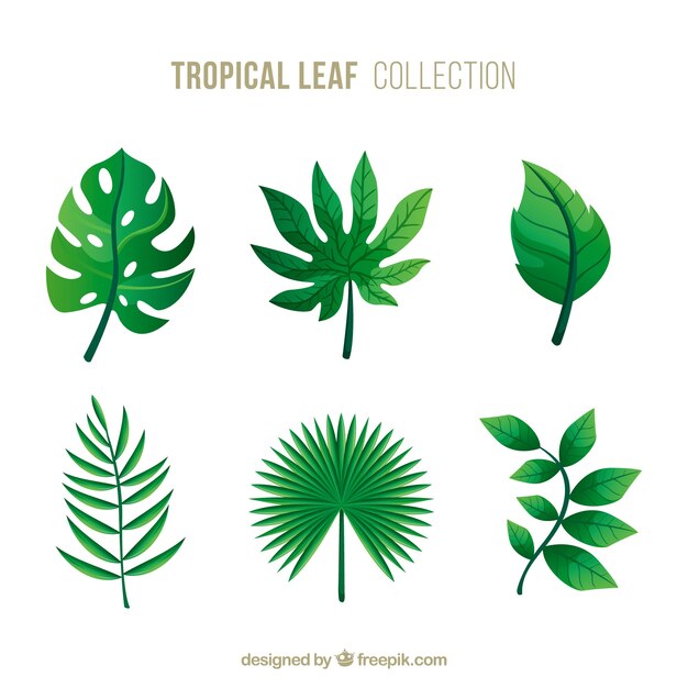 Collection of tropical leaves