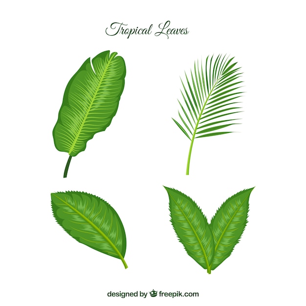 Collection of tropical leaves