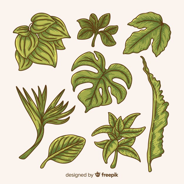 Collection of tropical leaves