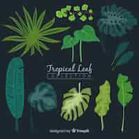 Free vector collection of tropical leaves