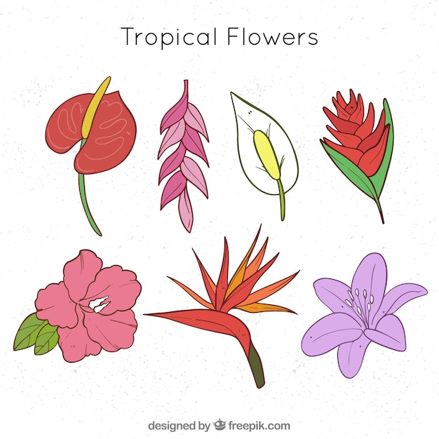 Collection of various hand drawn tropical flowers