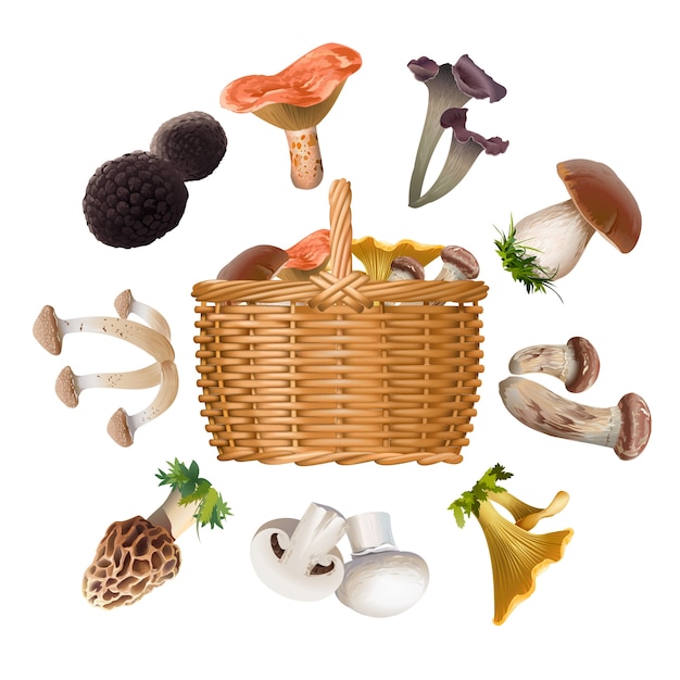 Vettore gratuito raccolta di varie specie di funghi commestibili e cesto