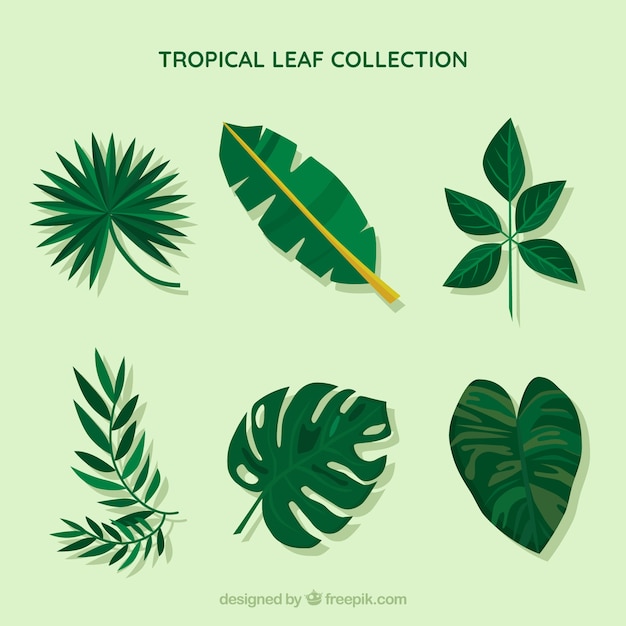 Raccolta di varie foglie tropicali
