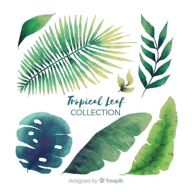 collection of various tropical leaves