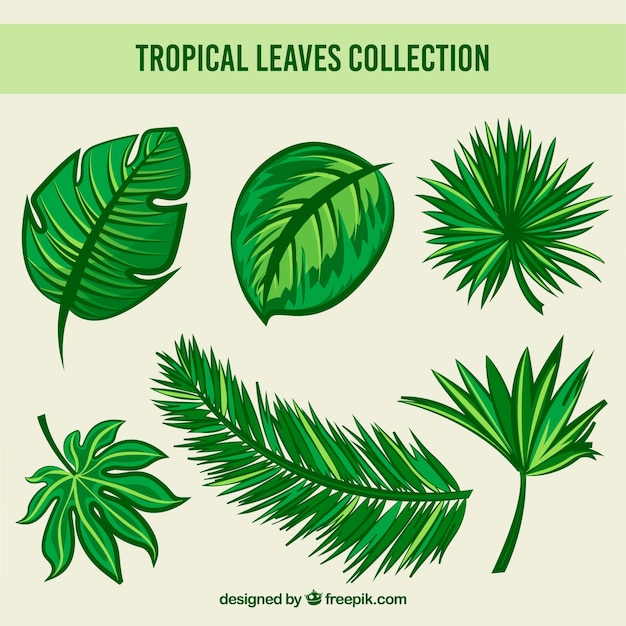 Collection of various tropical leaves