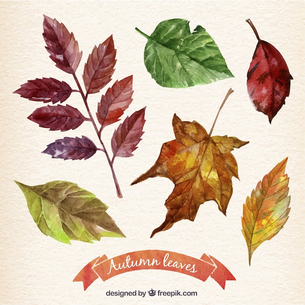 Collection of watercolor autumn leaves
