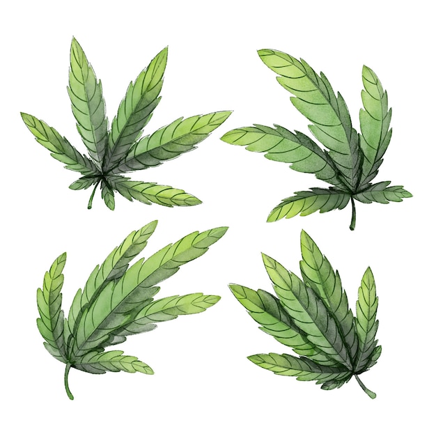 Collection of watercolor botanical cannabis leaves