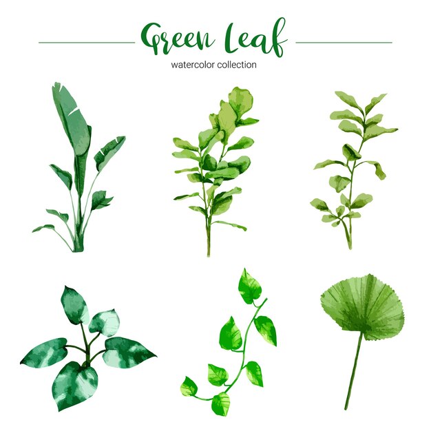 Collection of watercolor illustration green leaf