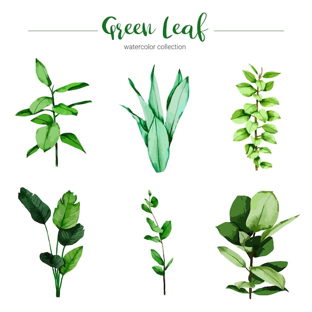 Collection of watercolor illustration green leaf