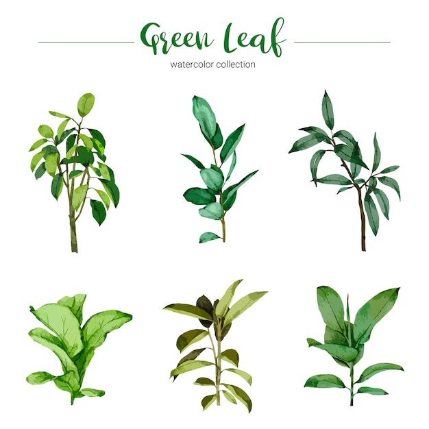 Free vector collection of watercolor illustration green leaf