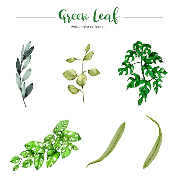 Free vector collection of watercolor illustration green leaf