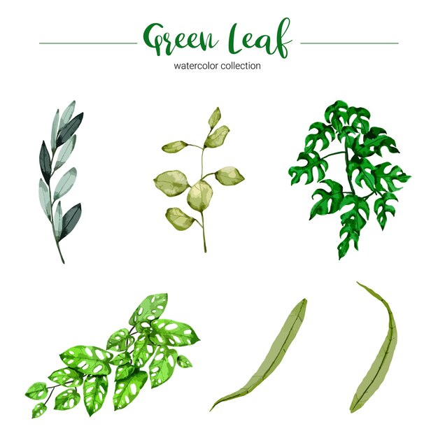 Collection of watercolor illustration green leaf