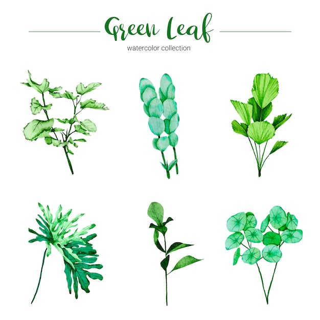 Collection of watercolor illustration green leaf