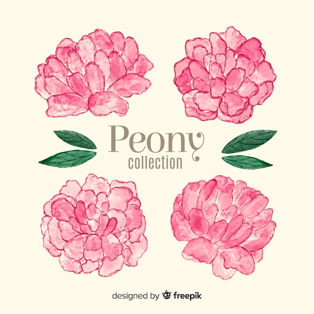 Free vector collection of watercolor peony flowers