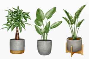 Free vector collection of watercolor plants in pots