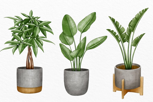 Collection of watercolor plants in pots
