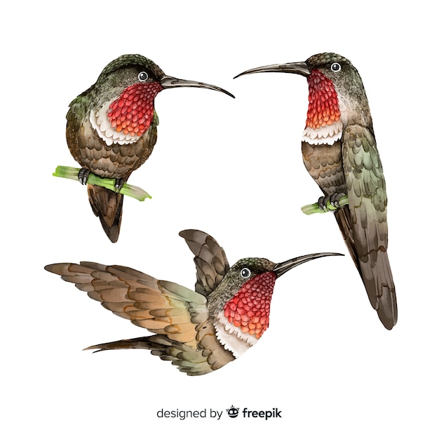 collection of watercolor realistic birds