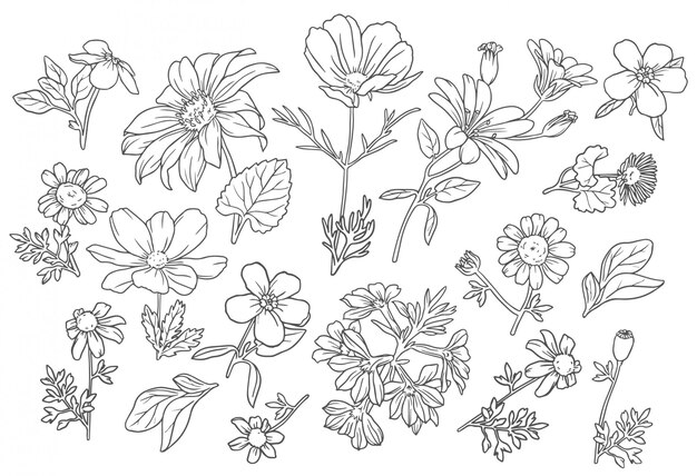 植物の葉落書き野花線画のセット 無料のベクター