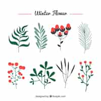 Free vector collection of winter flower