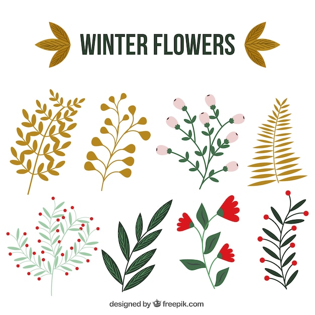 きれいな葉と冬の植物のコレクション