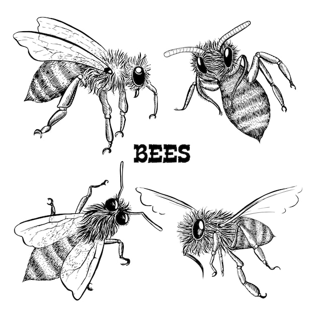 Free vector collections of honey bee icons