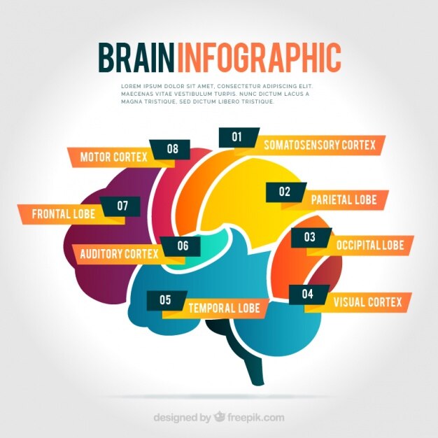 Free Vector color brain infographics