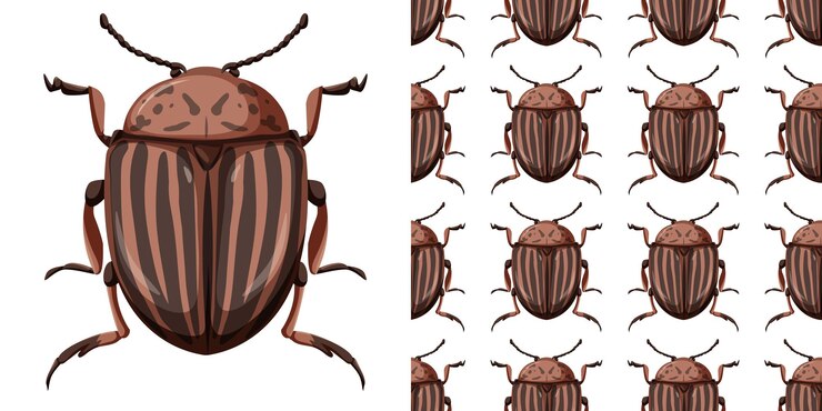 Free Vector colorado beetle insect and seamless pattern