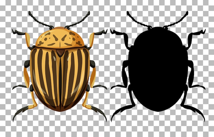 Free Vector colorado beetle and its silhouette