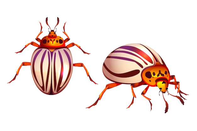 Colorado beetle, potato bug realistic striped pest