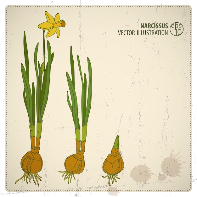 Colored cartoon narcissus flower illustration with germination stages