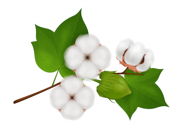 Colored cotton flower branch realistic composition with three beautiful flowers on white