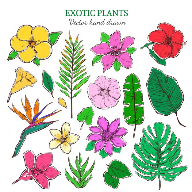 Colored Exotic And Tropical Plants Set