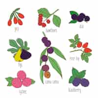 Vettore gratuito set di alimenti botanici disegnati a mano colorati