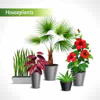 Бесплатное векторное изображение Цветные комнатные растения реалистичная композиция с зеленой флорой в цветочных горшках иллюстрации