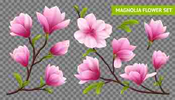 Free vector colored and isolated realistic magnolia flower transparent icon set with branch on transparent