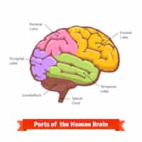 Free vector colored and labeled human brain diagram