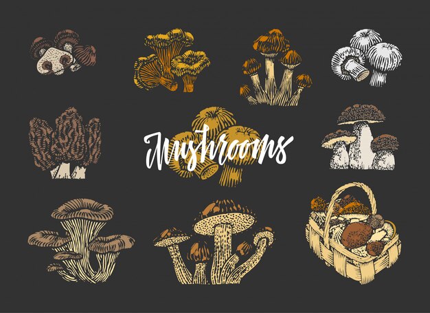 Colored Mushroom Elements Set